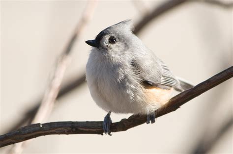 Tufted Titmouse | Audubon Field Guide