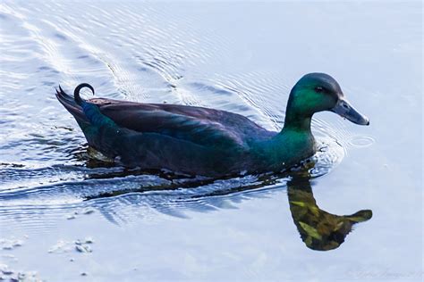 Domestic Ducks | Cayuga Duck for sale at River Cottage Waterfowl, Cambridge