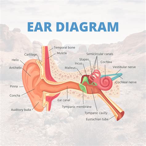 Ear Diagram | Ear diagram, Human ear anatomy, Ear anatomy