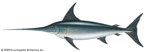 Swordfish | fish | Britannica.com