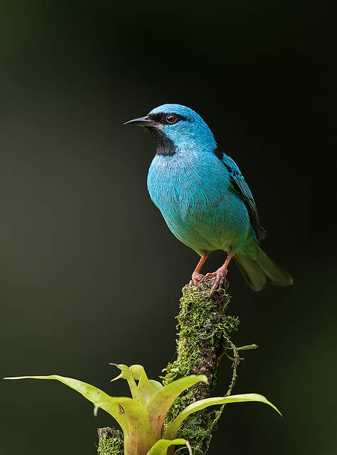 saí-azul (Dacnis cayana) | WikiAves - A Enciclopédia das Aves do Brasil