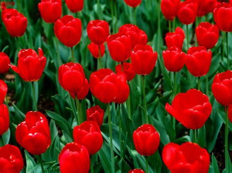 Beautiful Red Tulips | Red perennials, Red flower wallpaper, Tulips flowers