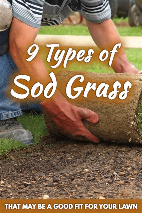 Types of Sod Grass