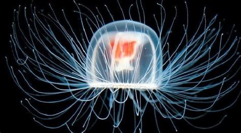 Turritopsis dohrnii - Alchetron, The Free Social Encyclopedia