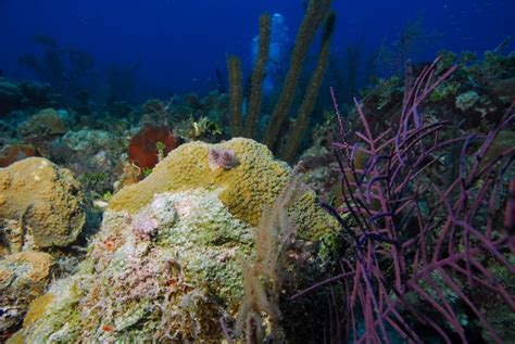 Best Places for Snorkeling in Cozumel | Celebrity Cruises