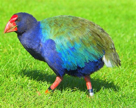 Polynesian Takahe | Pet birds, Rare birds, Bird