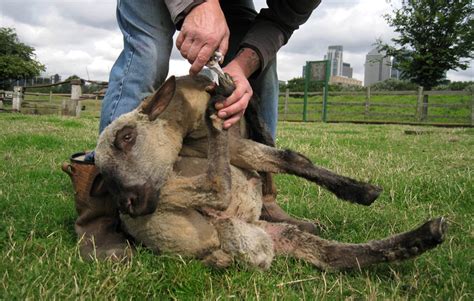 A Beginner's Guide To Top Hoof Trimming Sheep Tools - Critter Ridge