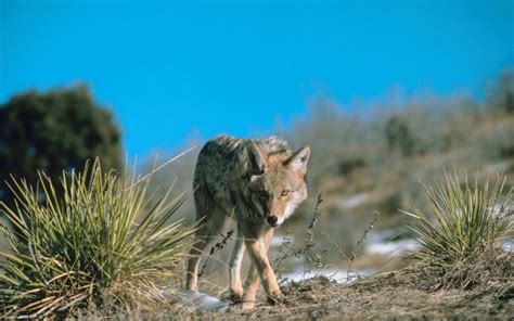 13 Animals In Prescott National Forest Seen On Our Hikes! (Photos And Trails Included)