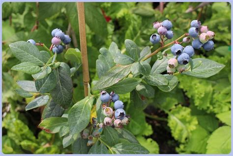 How to Select Blueberry Varieties for Your Location – My Little Green ...