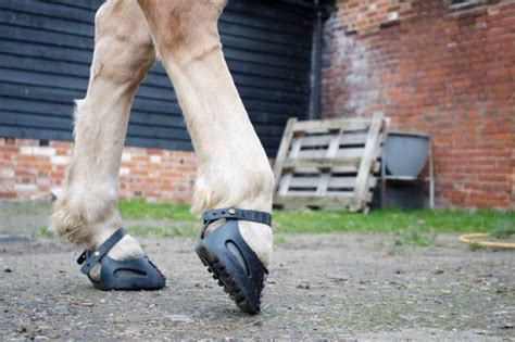 Gear Guide | Equestrian product reviews and releases | Horse and Rider