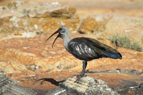 Hadeda bird stock image. Image of rocks, ibis, feathers - 77761707