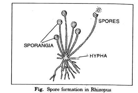 Spore Formation Diagram