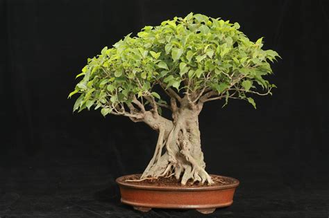 Top 20 cây cảnh (có tên khoa học) chuyên dùng để làm cây Bonsai - Cỏ Dại