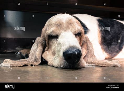 Old Basset Hound sleeping on the floor Stock Photo - Alamy