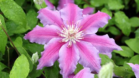 Catalog of Gigantic and Exclusive Inventory of Clematis