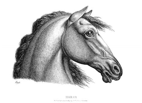 Horse’s Profile – Old Book Illustrations