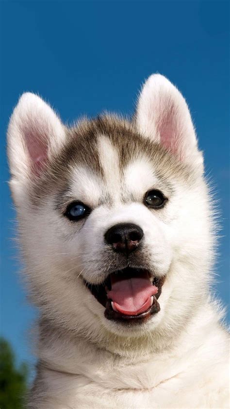 Cute Husky Puppies Wallpapers - Top Free Cute Husky Puppies Backgrounds - WallpaperAccess