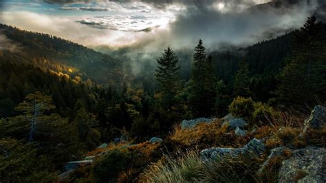 Areal graphy Of Forest Covered With Mist Under Cloudy Sky During ...