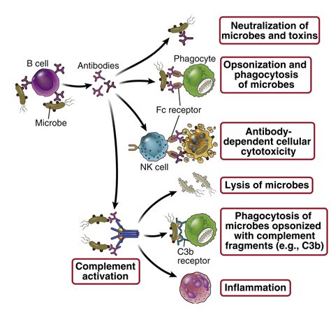 13. Effector functions of antibodies – greek.doctor