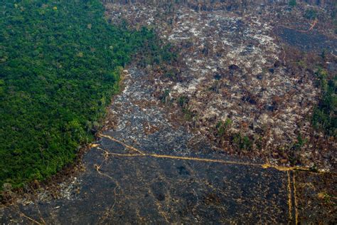 Amazon rainforest: deforestation at highest rate in more than a decade - Vox