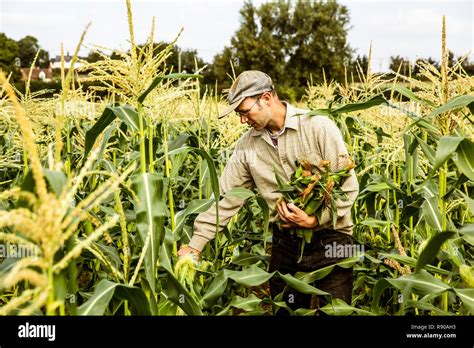 Farmer standing in a corn field, harvesting maize cobs Stock Photo - Alamy