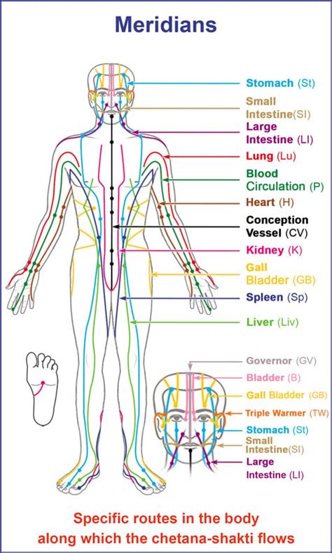 Acupressure Therapy – A science based on Chetana-shakti (Sentient body energy flow) - Hindu ...