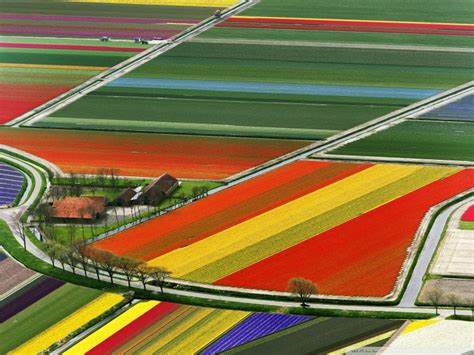 Aerial view of tulip flower fields in Amsterdam, Holland photo on Sunsurfer