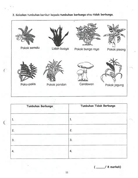 Jagung Berbunga Atau Tidak - AgustintaroCain