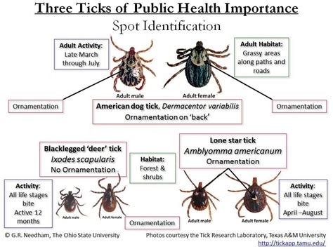 Steve Dale notes an increase of Lyme in dogs in Pittsburg