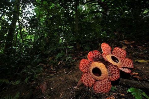 Tambunan Rafflesia Rainforest Reserve Tour from Kota Kinabalu