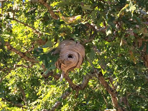 Spicebush Log: A Hornet's Nest