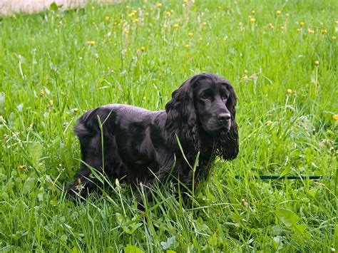 Black English Cocker Spaniel in the grass photo and wallpaper. Beautiful Black English Cocker ...