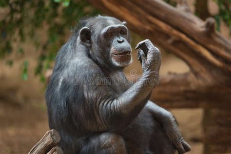 Chimpanzee Portrait in Natural Habitat Stock Photo - Image of hominidae, head: 117487454