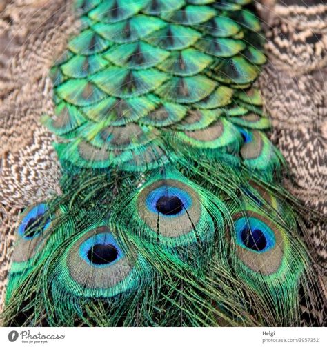 magnificent train - detail of tail feathers of a male peacock - a ...