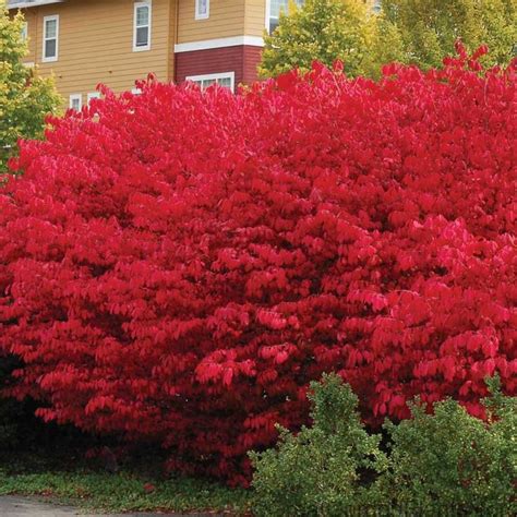 Few other hedge plants rival the blazing red color of Burning Bush in ...