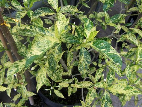 Online Plant Guide - Tabernaemontana divaricata 'Variegata' / Crepe Jasmine