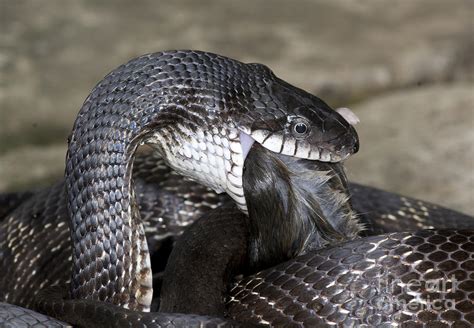 Black Rat Snake Feeding Photograph by Scott Camazine - Fine Art America