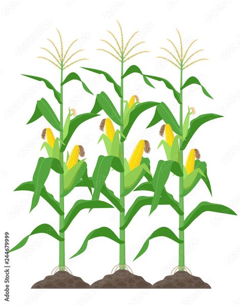 Corn Stalk Background