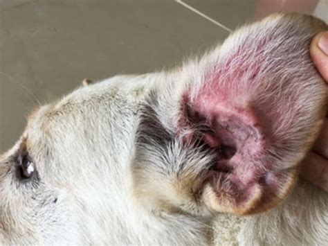German Shepherd Ear Infections: Causes, Symptoms & Treatment