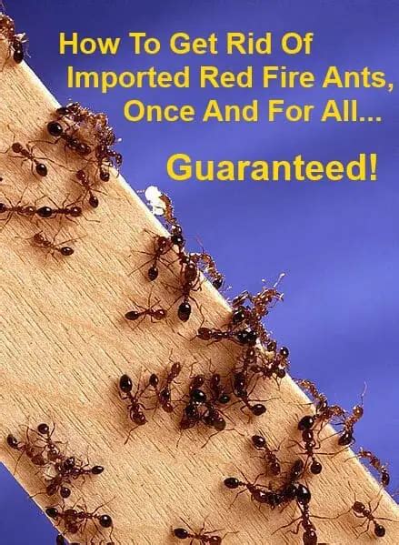 How To Get Rid Of Fire Ants Once And For All