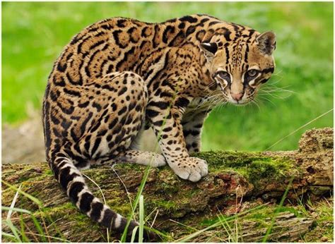 Facts about ocelots