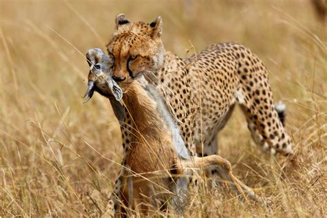 10 Things You Didn't Know About Cheetahs | AFKTravel