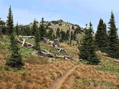 Pacific Northwest Wildflowers: Region: Eastern Washington