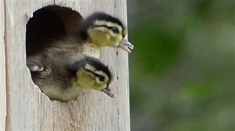 Wood Duck Ducklings Jump From Nest Box on 6-11-18 in Minnesota - YouTube