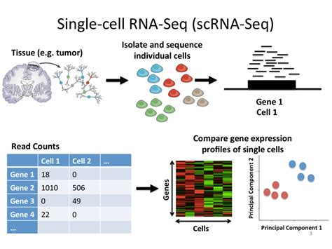 Welcome to the World of Single-Cell RNA-Sequencing - Speaker Deck