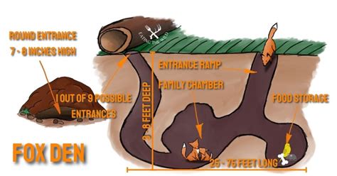 Coyote Den vs Fox Den Differences - eatingthewild.com