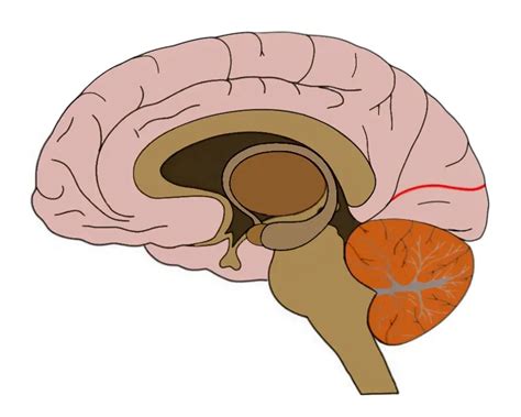 Calcarine sulcus - definition