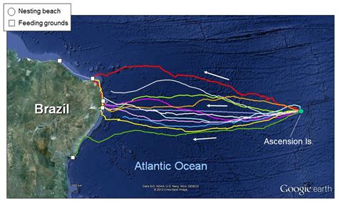 Migrations of adult turtles – Paolo Luschi Home page