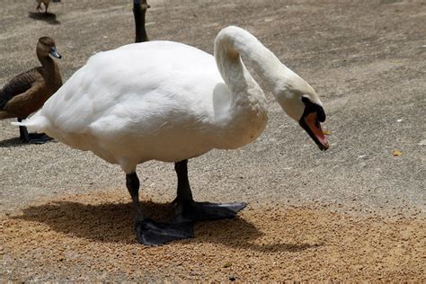 Swan Walking By The Lake Free Stock Photo - Public Domain Pictures