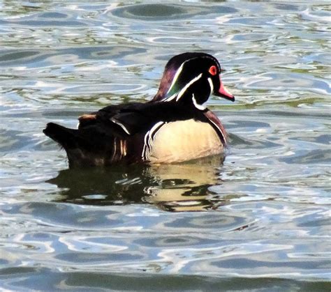 Wood duck. Jupiter Florida. | wood duck seen in March, 2019 … | Flickr